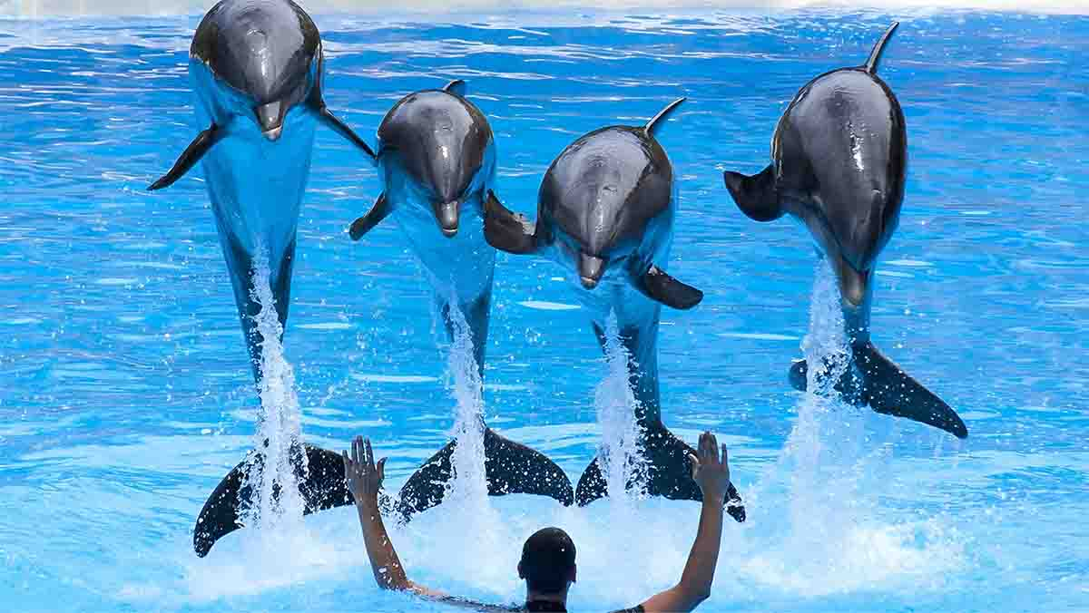 Dubai Dolphinarium Ticket