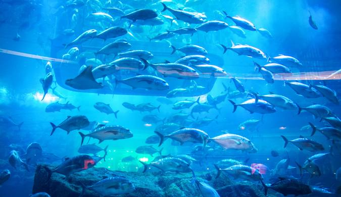 Dubai Aquarium & Underwater Zoo at Dubai Mall