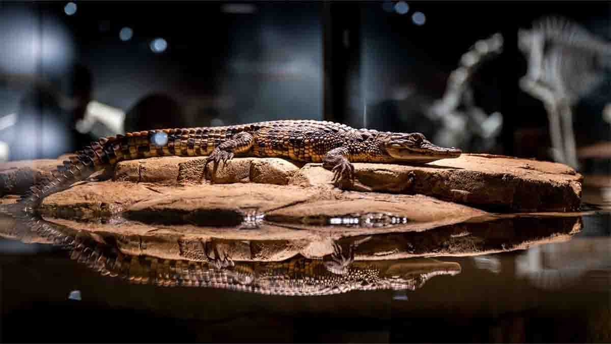 Crocodile Park Dubai